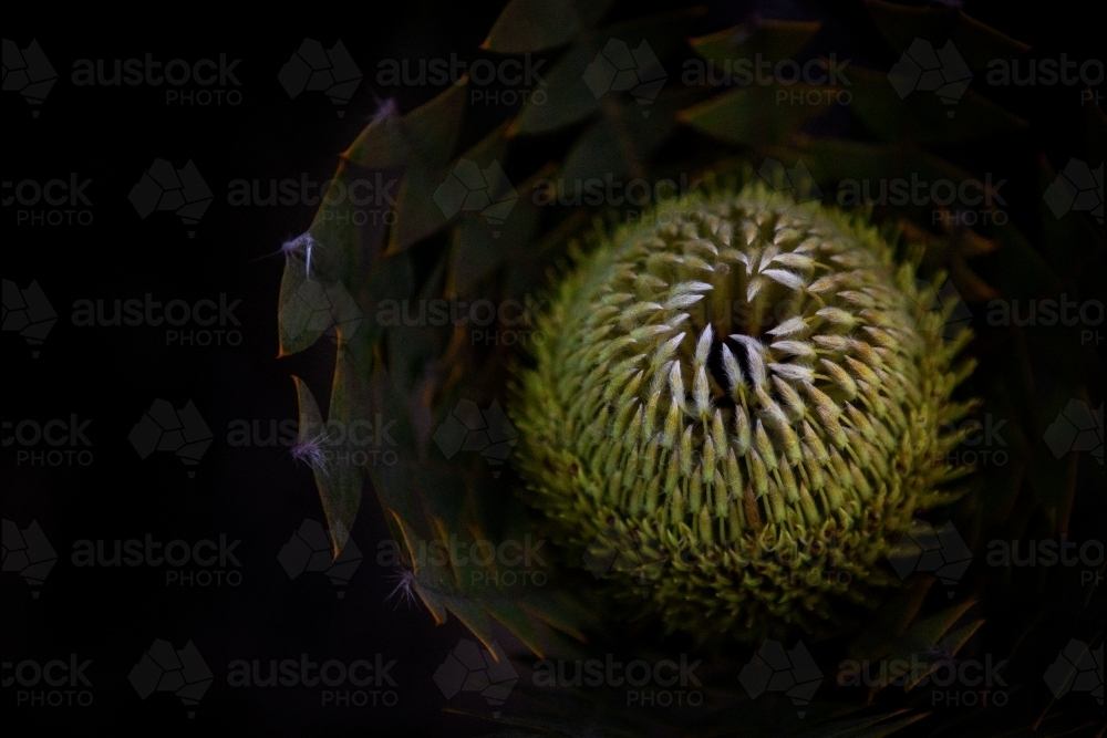 Close up of  a Banksia Baxteri - Australian Stock Image