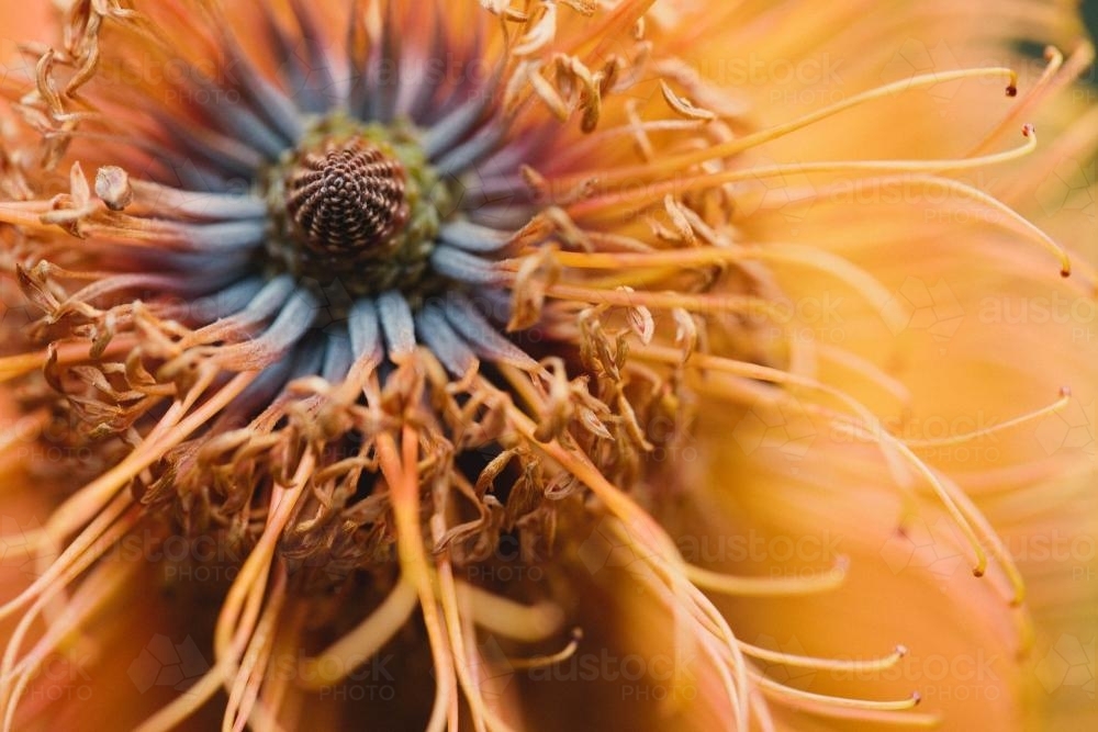 Close up of a Banksia flower - Australian Stock Image