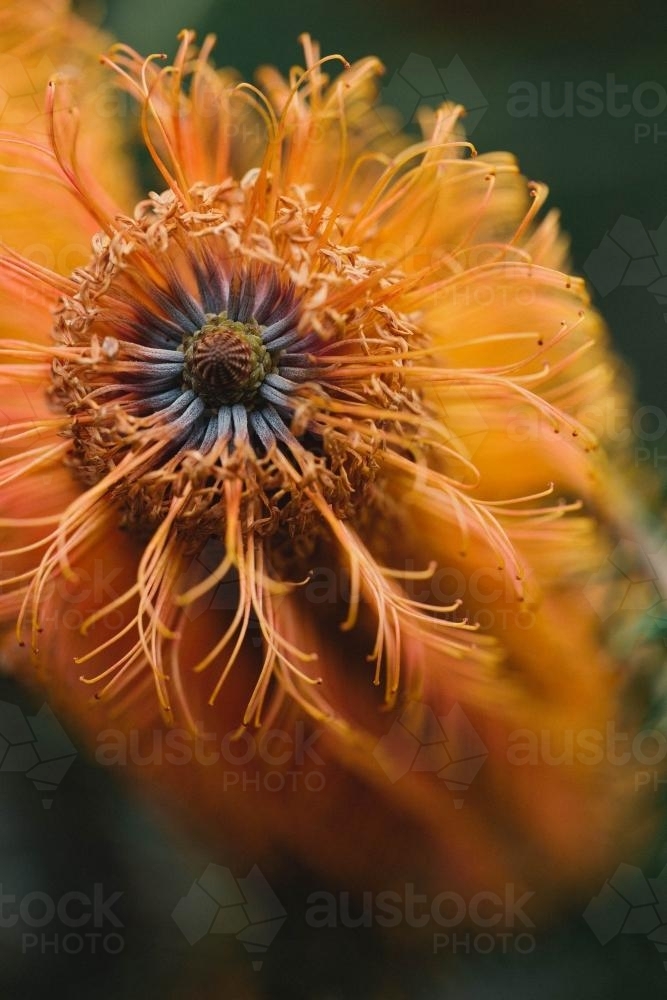 Close up of a Banksia flower - Australian Stock Image