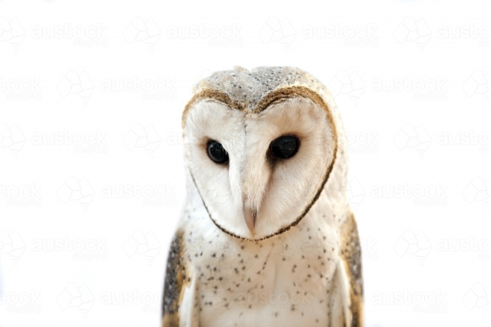 Close up of a barn owl with a white background - Australian Stock Image