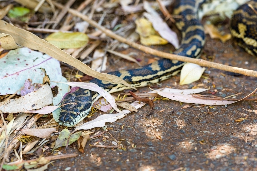 Close up of a beautiful patterned snake in the road side leaf litter - Australian Stock Image