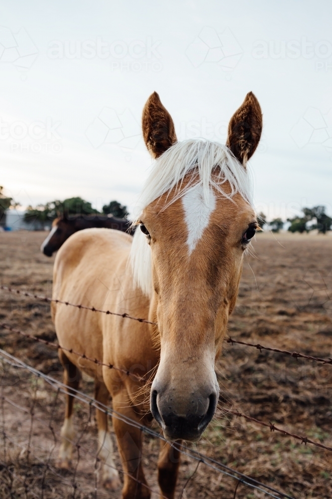 Close up of a beautiful young horse in a paddock - Australian Stock Image