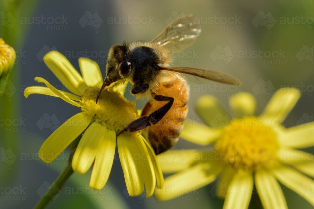 Close up of a bee on a yellow flower with a blurred background - Australian Stock Image