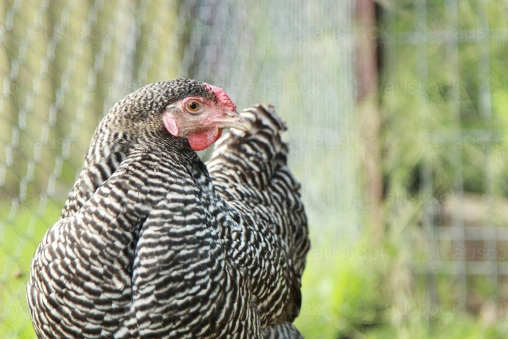 Close up of a black and white barred Dominique hen - Australian Stock Image