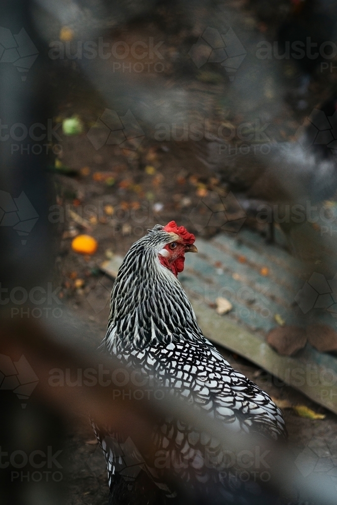 Close up of a black and white chook, inside a chicken coop - Australian Stock Image