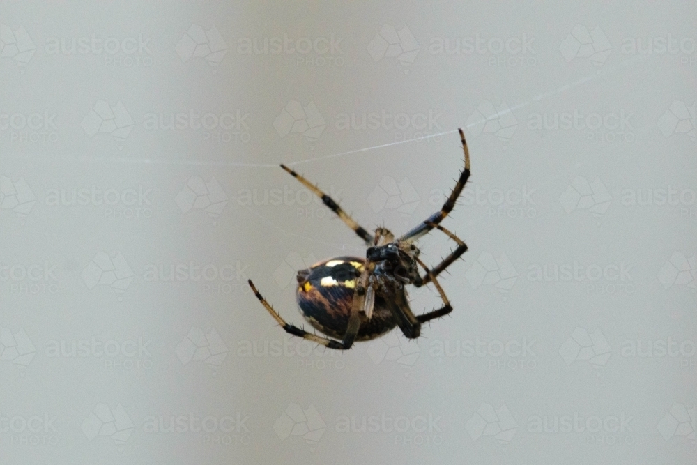 Close up of a black and yellow spider climbing on a spider web - Australian Stock Image