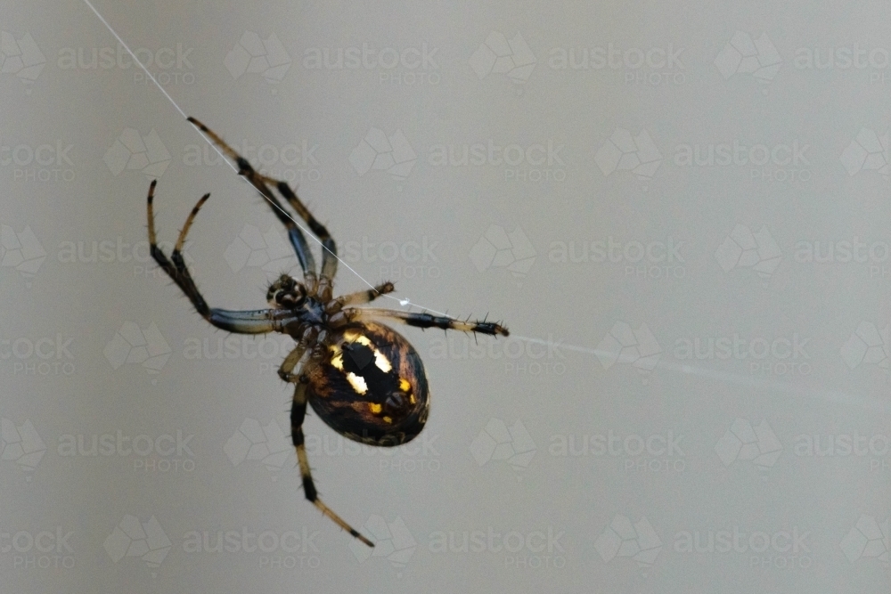 Close up of a Black and yellow spider handing on a strand of web - Australian Stock Image