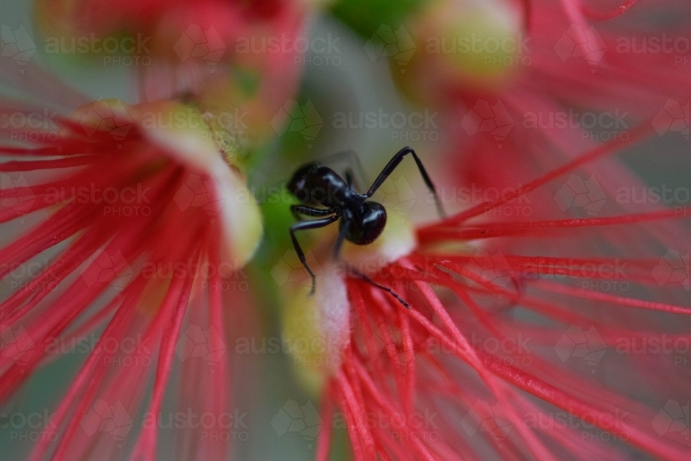 Close up of a black ant on a bottle brush flower - Australian Stock Image