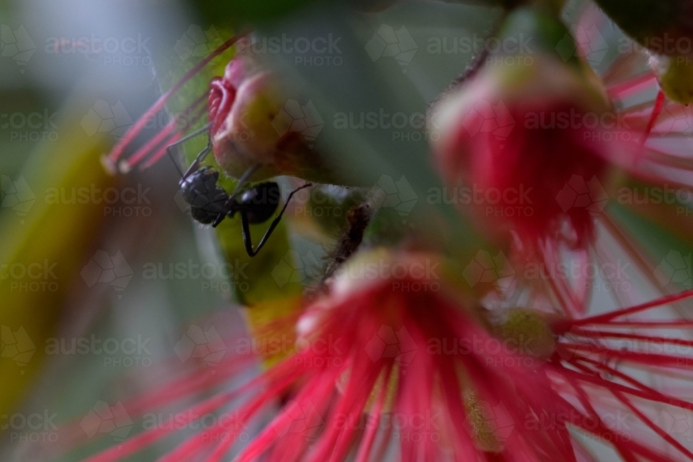 Close up of a black ant on a bottlebrush flower - Australian Stock Image