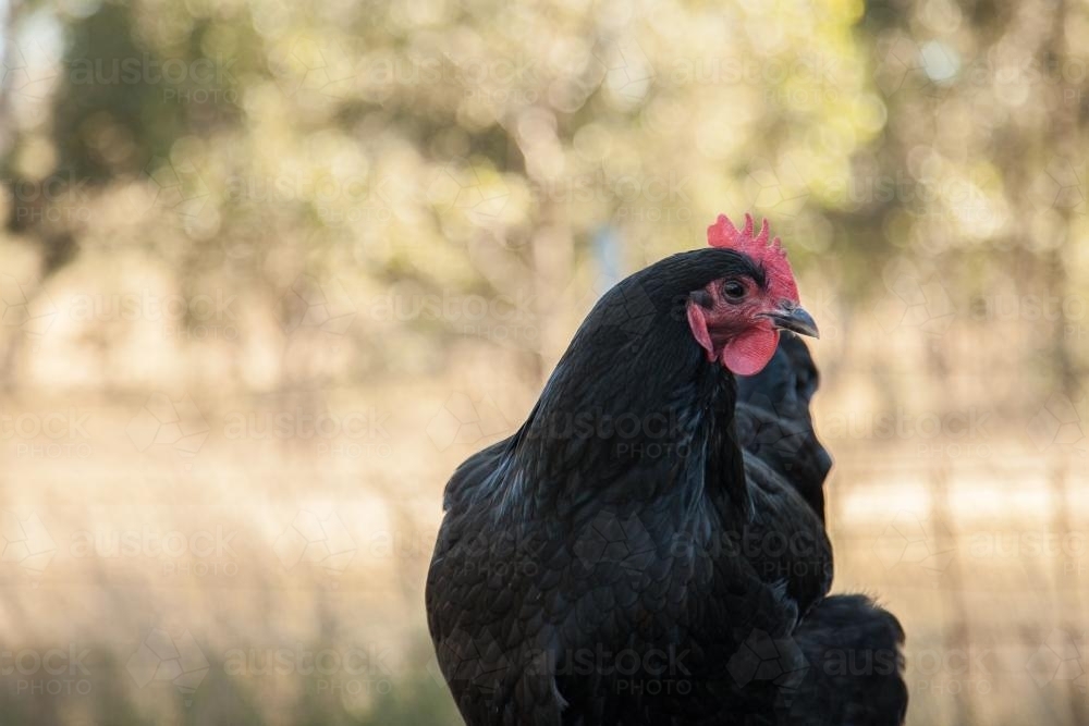 Close up of a black australorp hen - Australian Stock Image