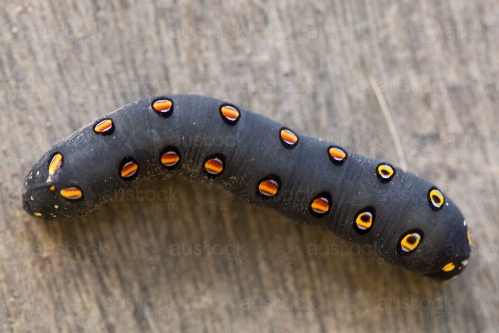 Close up of a black caterpillar with orange spots - Australian Stock Image