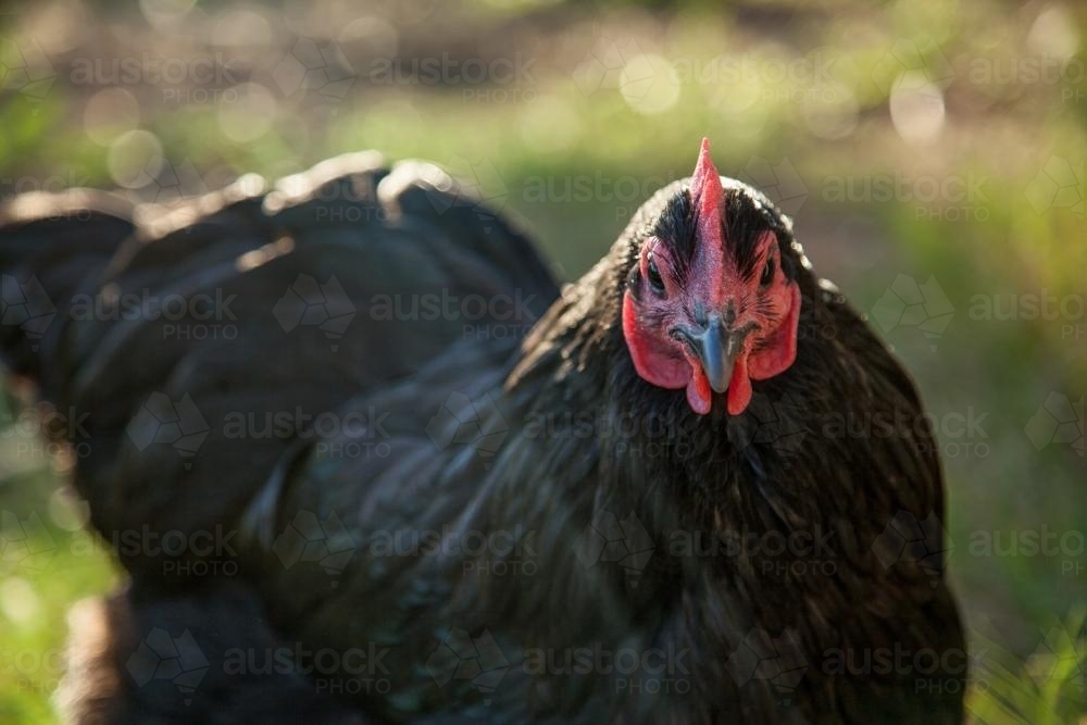 Close up of a black hen - Australian Stock Image