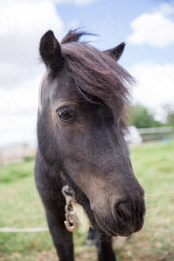 Close-up of a black pony in a green field - Australian Stock Image