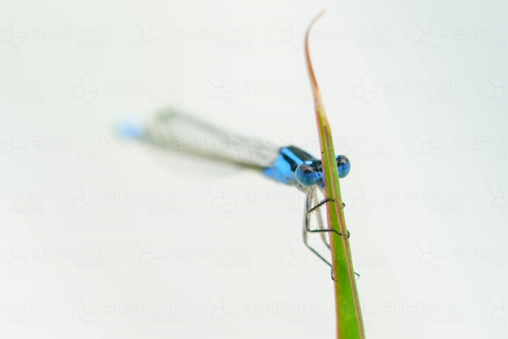 Close up of a blue damselfly sitting on a green leaf - Australian Stock Image