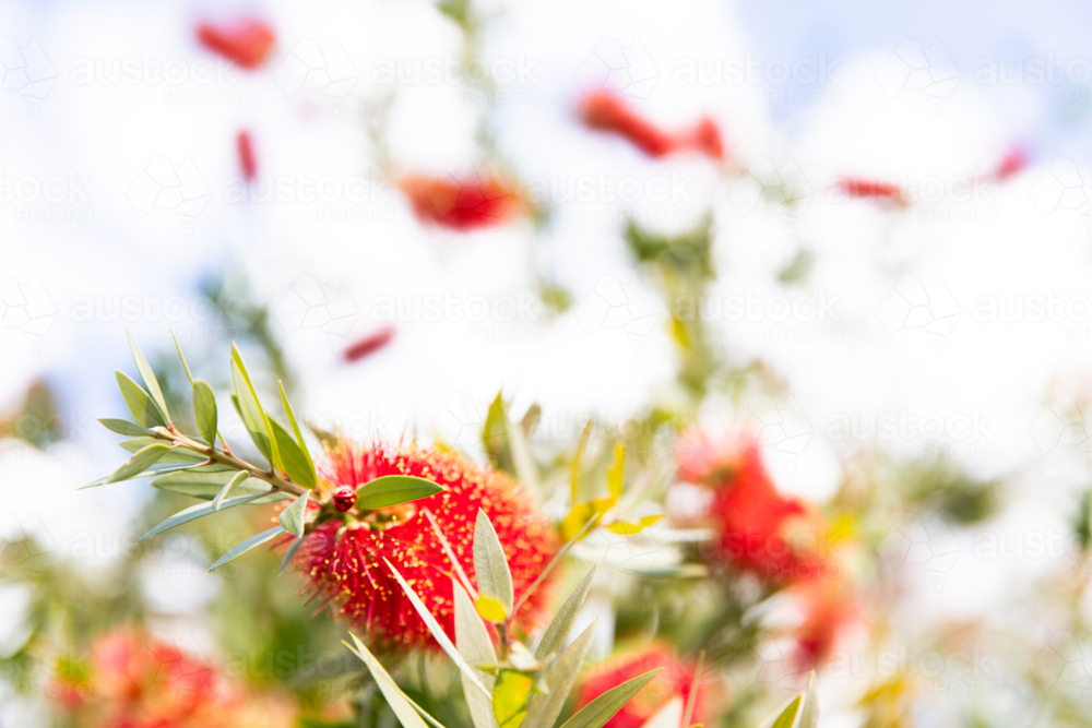 close up of a bottle brush flower in bloom in the sun - Australian Stock Image