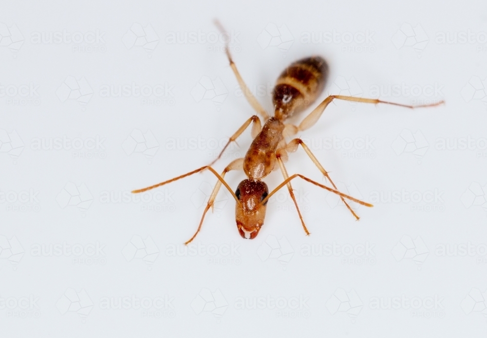 close up of a brown ant - Australian Stock Image