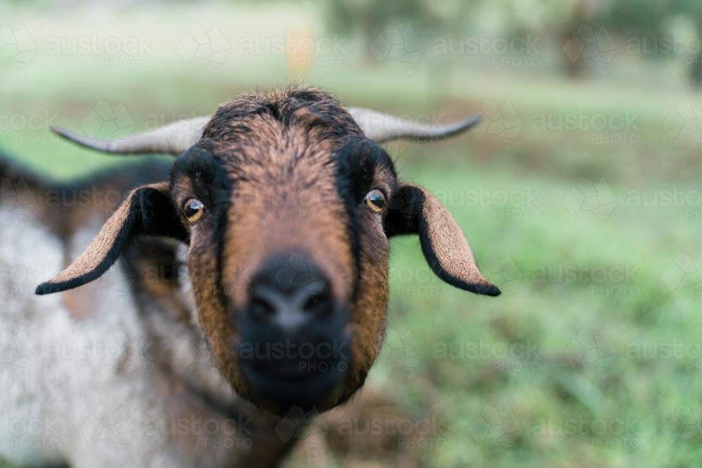 Close-up of a brown goat standing on a grass field - Australian Stock Image