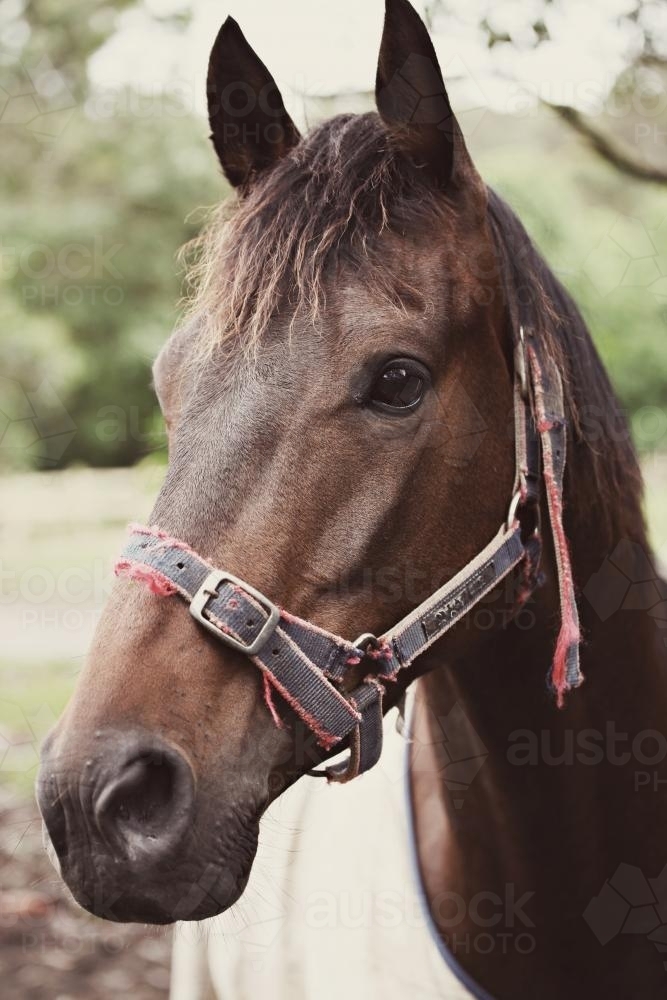 Close up of a brown horse - Australian Stock Image