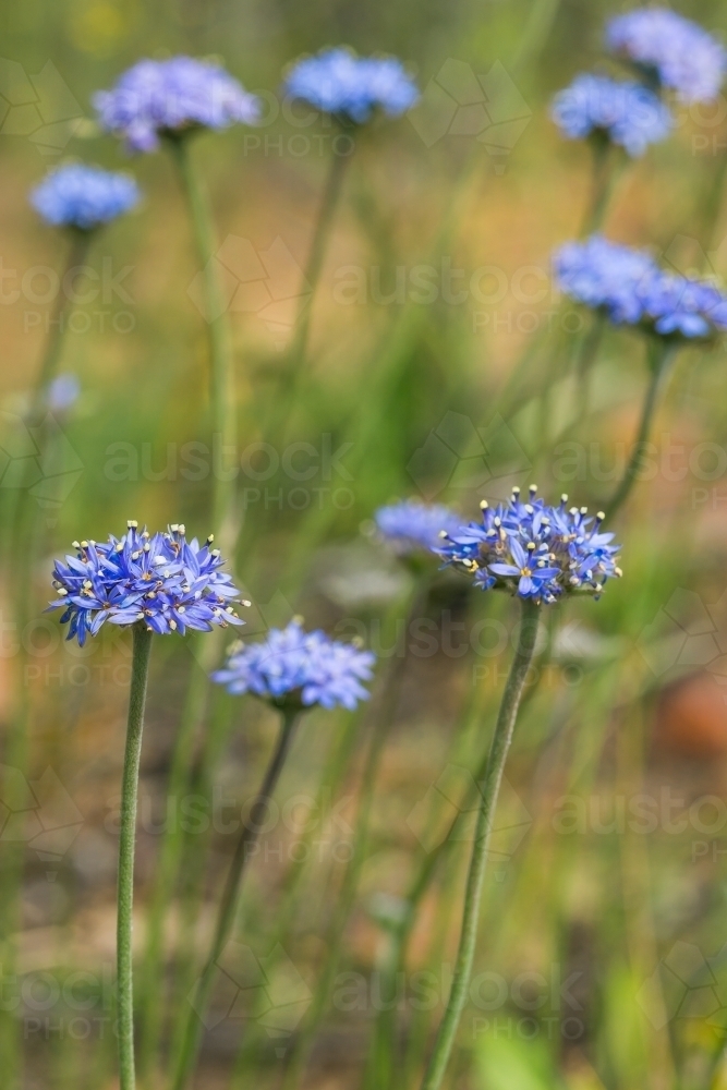 Close up of a bunch of blue pincushion wildflowers - Australian Stock Image
