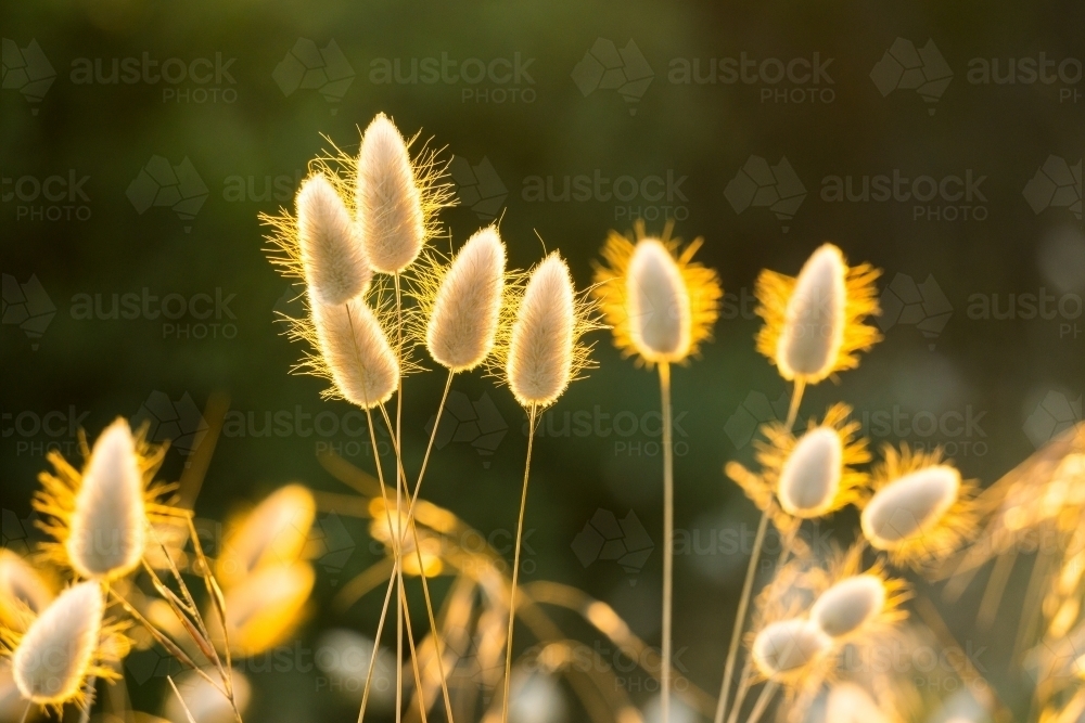 Close up of a bunch of bunny tail grass with back lighting - Australian Stock Image