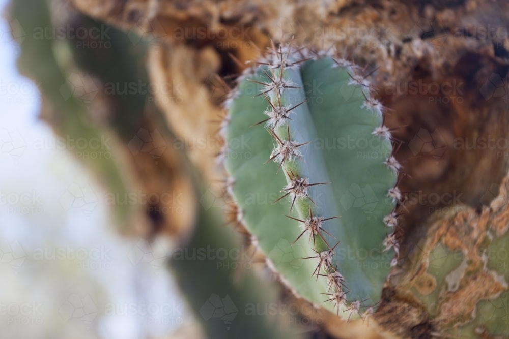 Close up of a cactus and its spines - Australian Stock Image