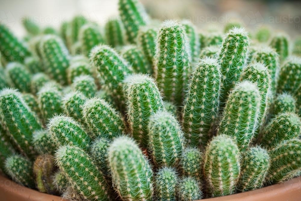 Close up of a cactus - Australian Stock Image