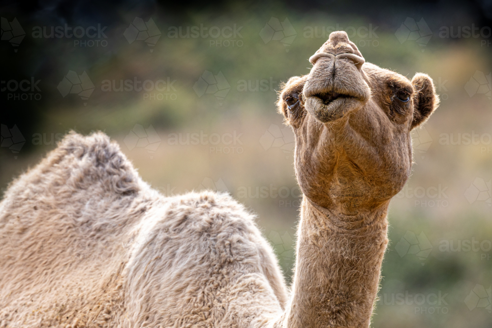 Close up of a camel's head - Australian Stock Image