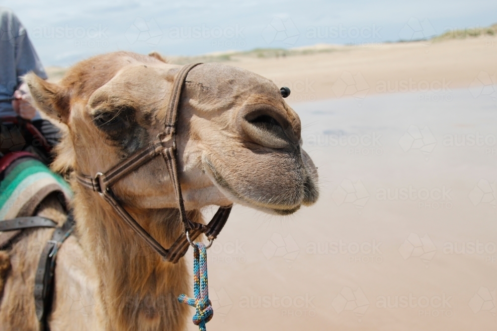 Close up of a camel's head on the beach - Australian Stock Image