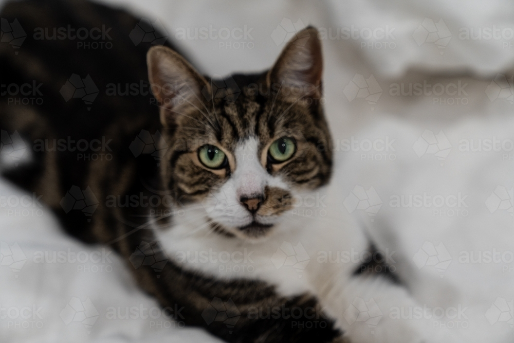 Close-up of a cat with a striped fur pattern resting - Australian Stock Image