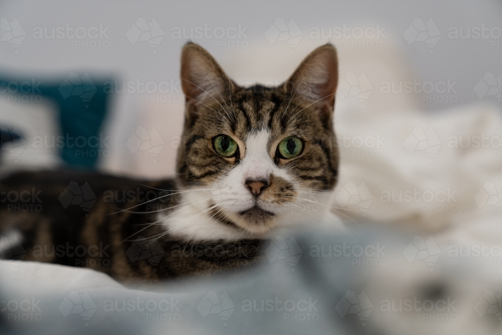 Close-up of a cat with a striped fur pattern resting - Australian Stock Image