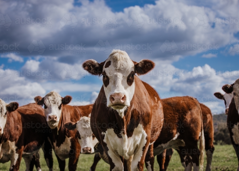 Close-up of a cattle in a herd gazing at the camera - Australian Stock Image
