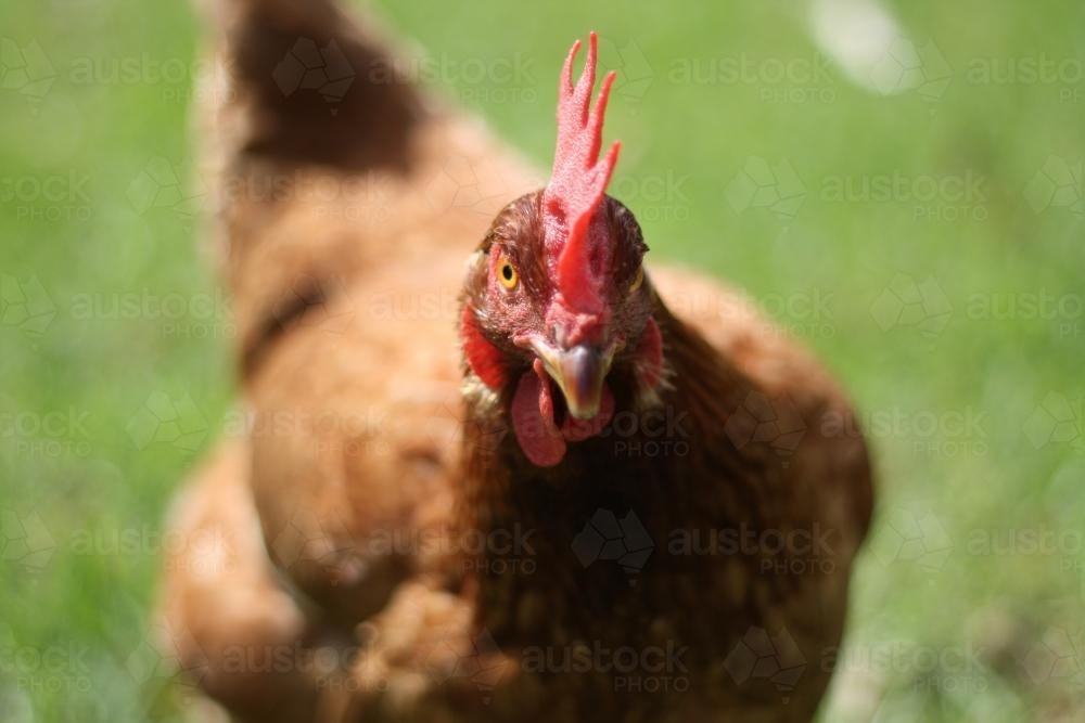 Image of Close up of a chicken - Austockphoto