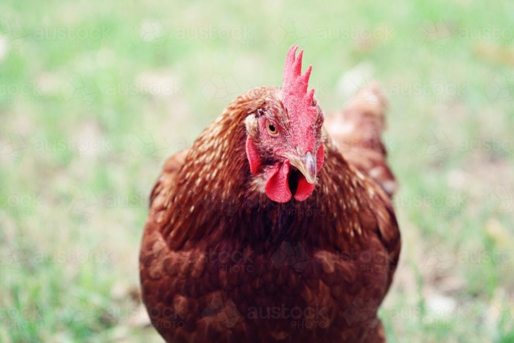 Close up of a chicken - Australian Stock Image