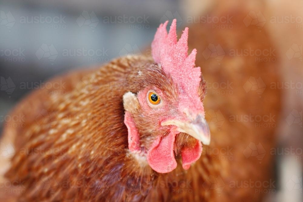 Close up of a chicken - Australian Stock Image