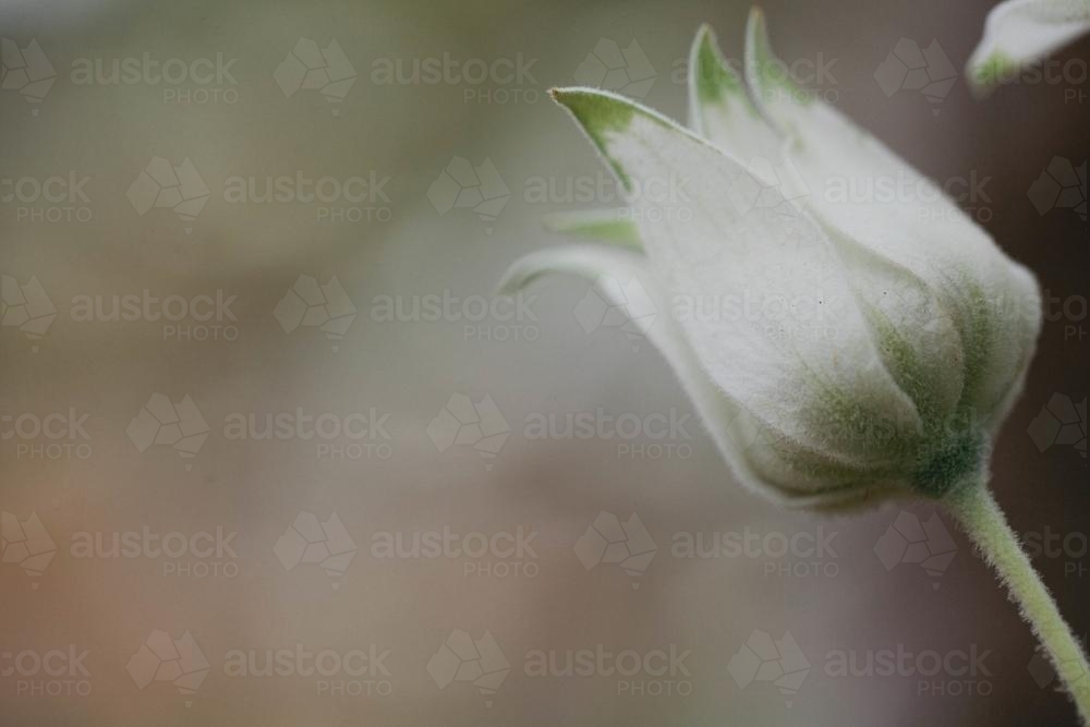 Close up of a closed Flannel Flower - Australian Stock Image