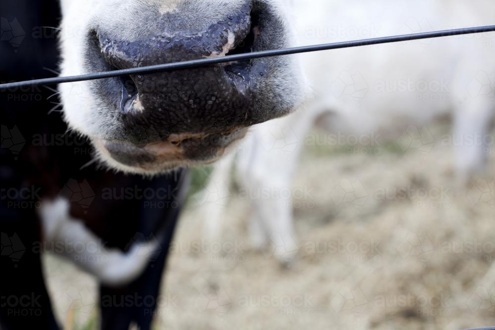 Close up of a cow's nose. - Australian Stock Image