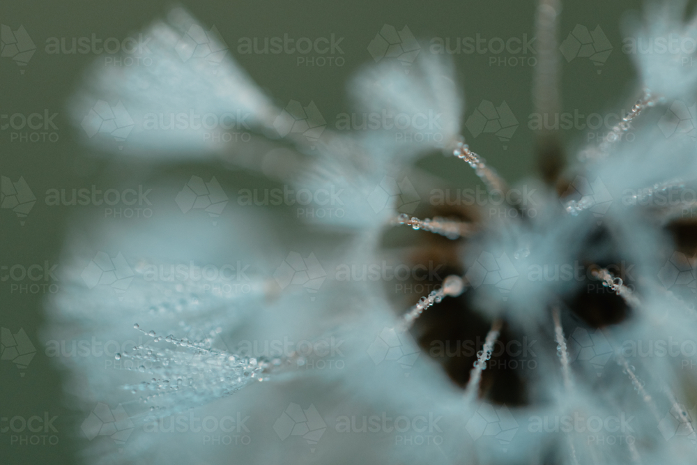 Close up of a dandelion covered in early morning dew - Australian Stock Image