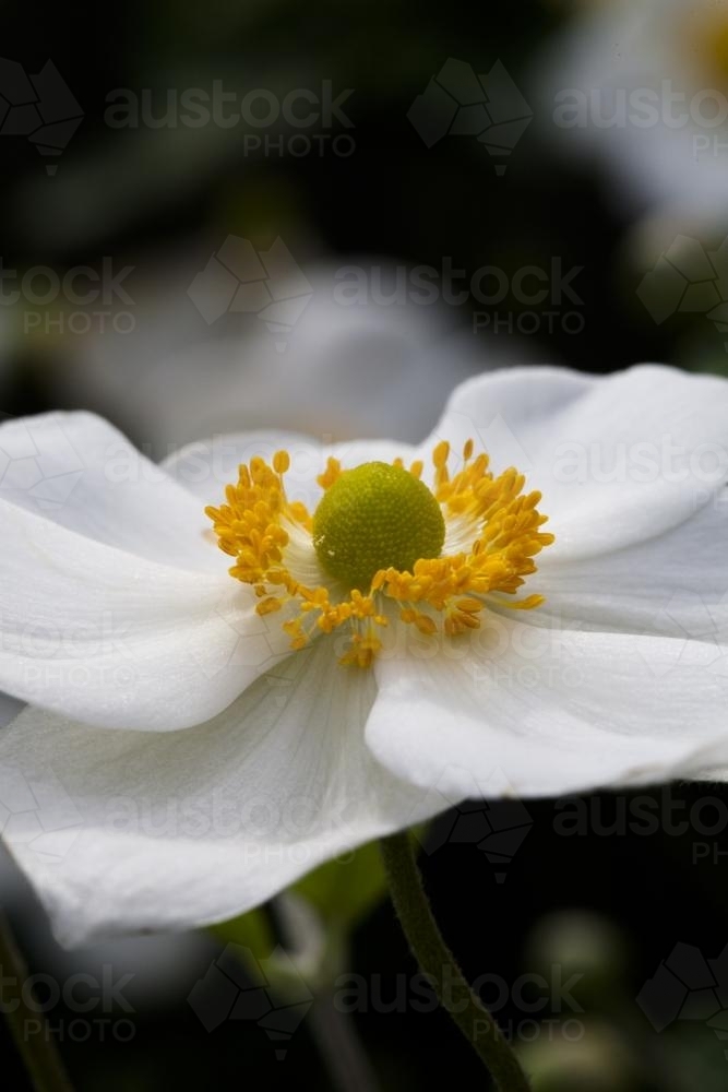 Close up of a delicate white, green and yellow Japanese anemone flower - Australian Stock Image