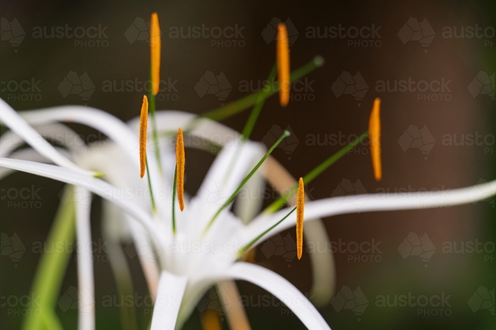Close up of a delicate white spider lily - Australian Stock Image