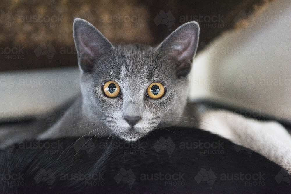 Close up of a domestic gray cat resting on dark surface - Australian Stock Image