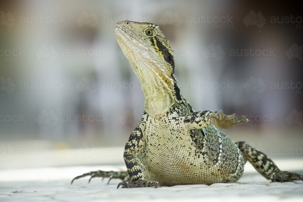 Close up of a Eastern Water Dragon sitting on paving - Australian Stock Image