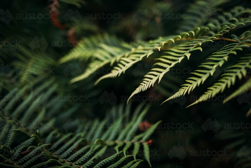 Close up of a fern - Australian Stock Image