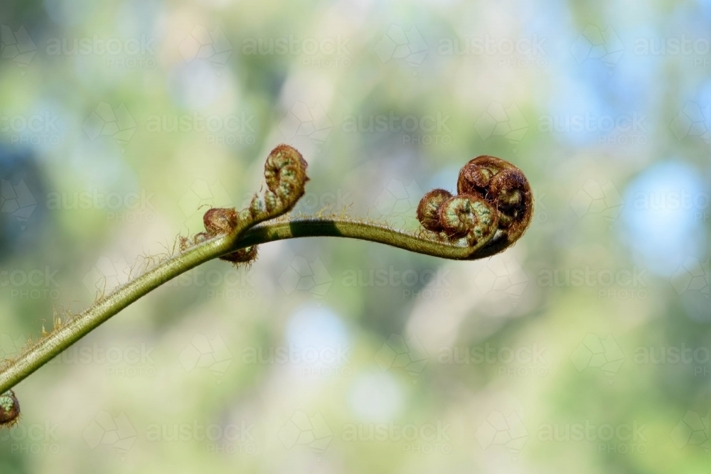 Close up of a fern curl on a branch with a green and blue bokeh background - Australian Stock Image