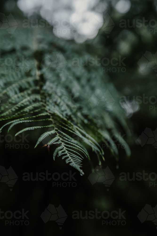 Close-up of a fern frond in a shaded forest - Australian Stock Image