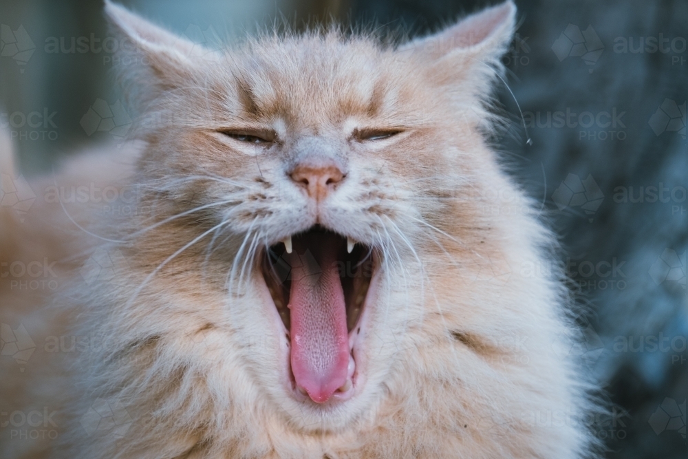 Close up of a fluffy cat as it yawns - Australian Stock Image