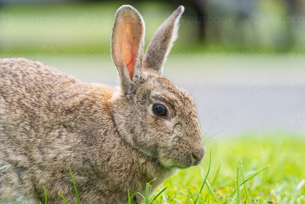 Image of Close up of a furry rabbit with big ears on lush green grass ...