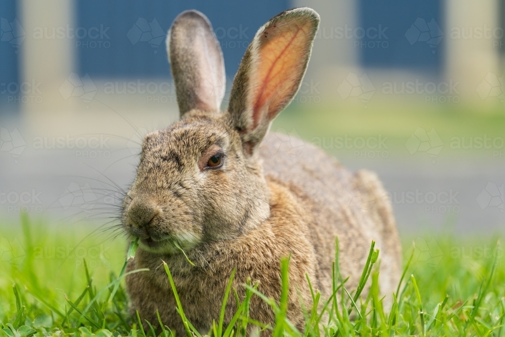 Image of Close up of a furry rabbit with big ears sitting in lush green ...