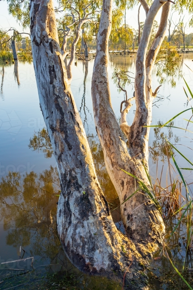 Close up of a gnarly trunk of a gumtree emerging from the water on the edge of a river - Australian Stock Image
