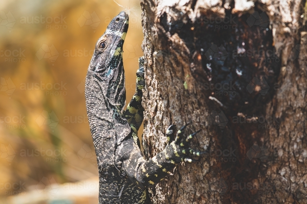 Close up of a goanna climbing up a tree - Australian Stock Image