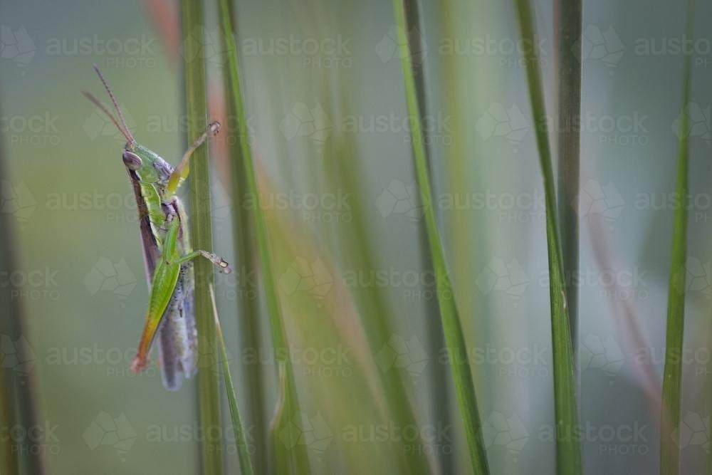 Close up of a grasshopper on a grass leaf - Australian Stock Image